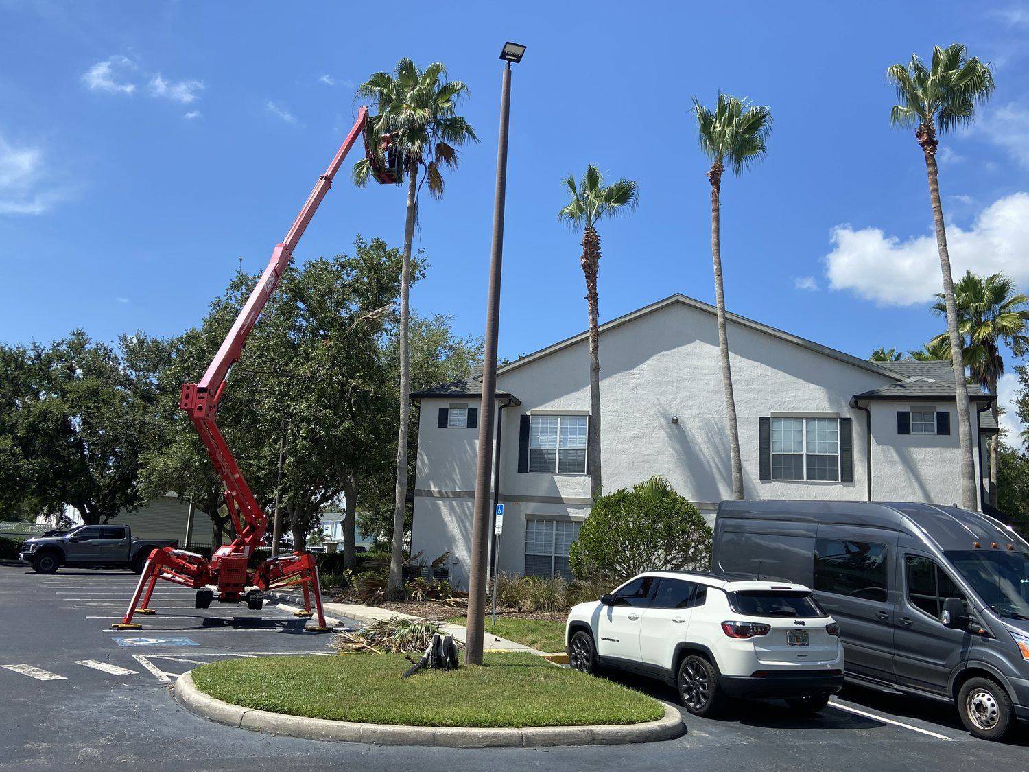 Red spider lift raised into a row of palms at an apartment community, cones set out and the lot kept open