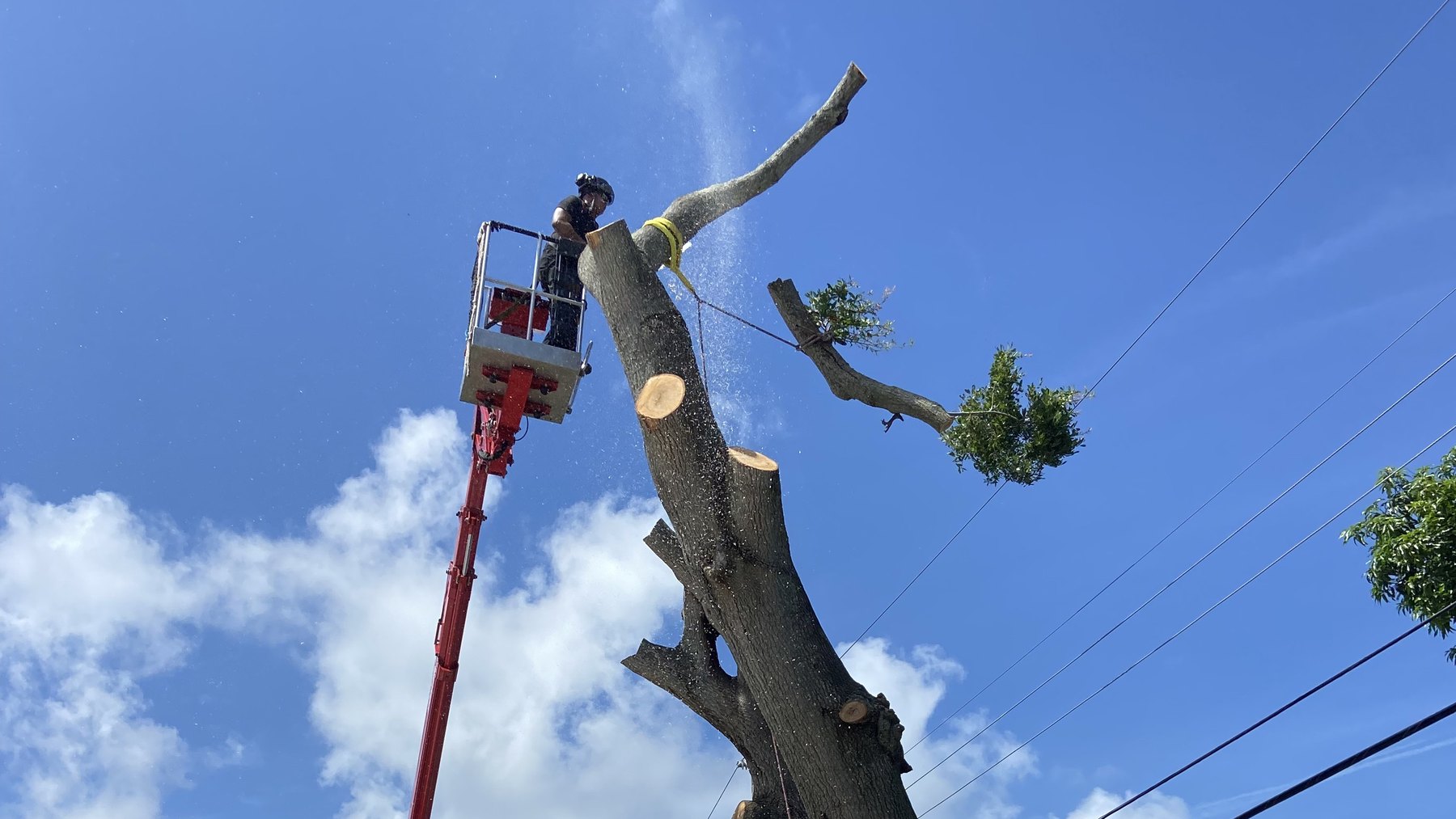 Triangle Tree Service climber working from a lift bucket, cutting a section off a bare tree spar with power lines running past