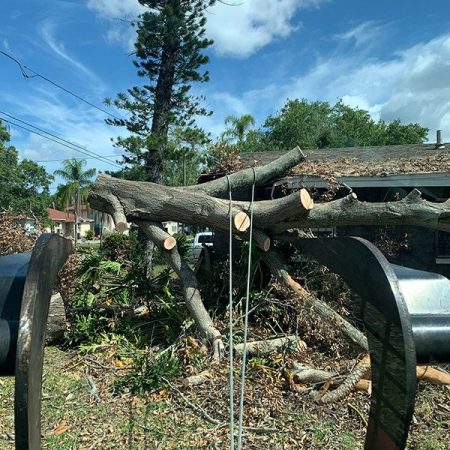Large limbs sectioned and staged for removal after storm damage